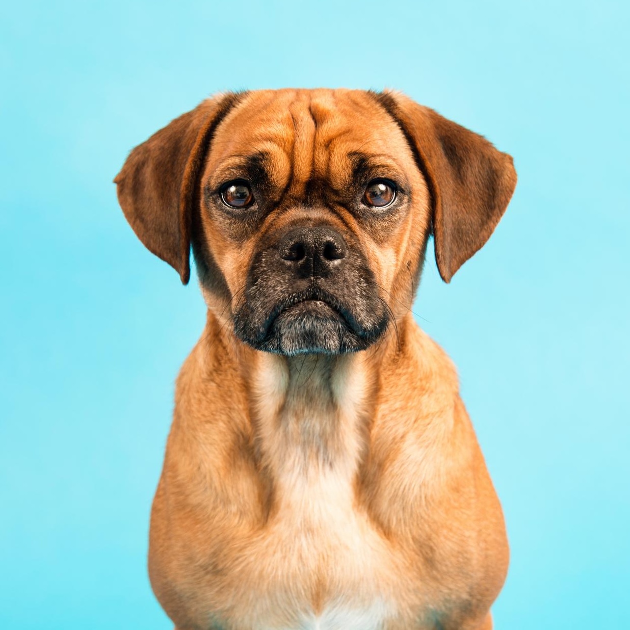 Brachycephalic Surgeries