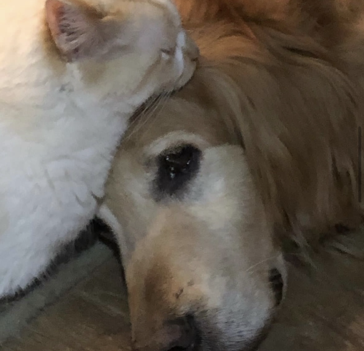 Cat and Dog